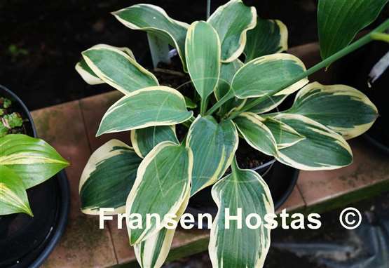 Hosta Clown's Collar