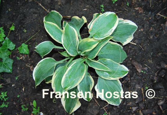 Hosta Clown's Collar