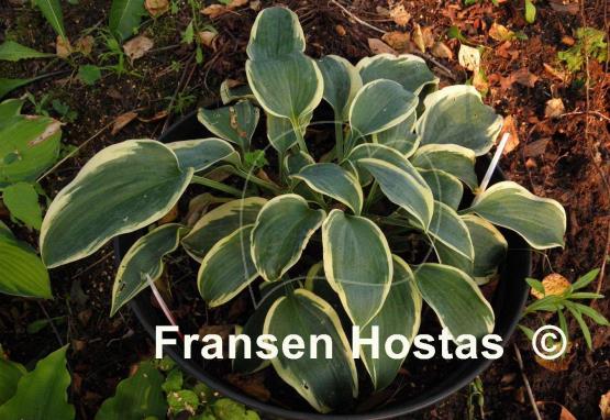 Hosta Clown's Collar