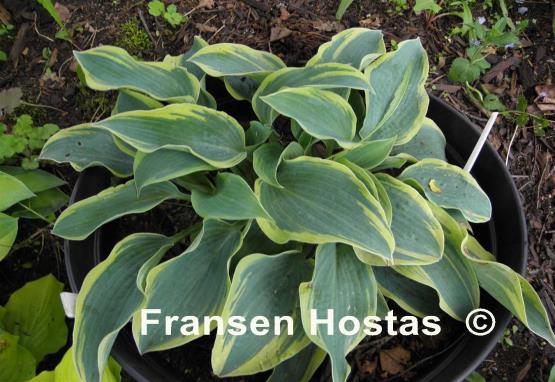 Hosta Clown's Collar