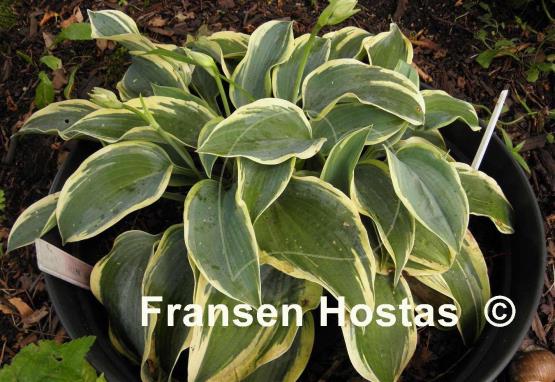 Hosta Clown's Collar