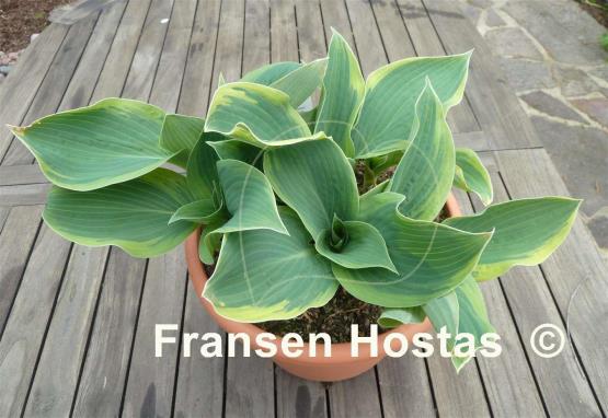 Hosta Clown's Collar