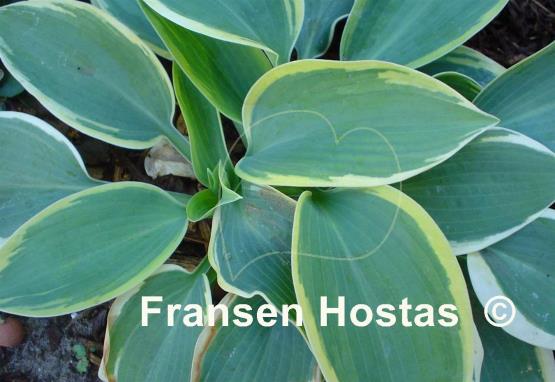 Hosta Clown's Collar