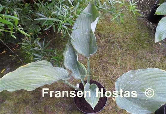 Hosta Coal Miner