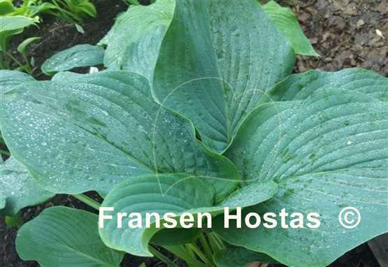 Hosta Coal Miner