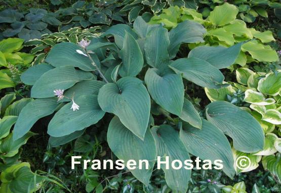 Hosta Coal Miner