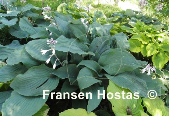 Hosta Coal Miner