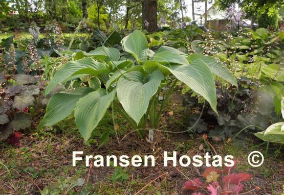 Hosta Coal Miner