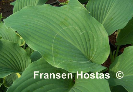 Hosta Coal Miner