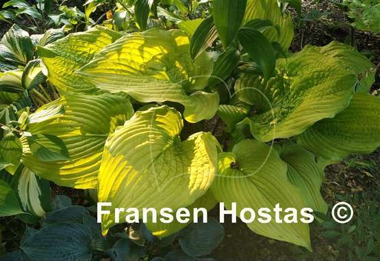 Hosta Coast to Coast