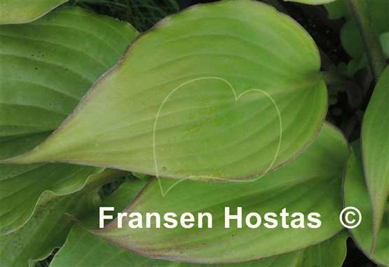 Hosta Coastal Solar Impulse