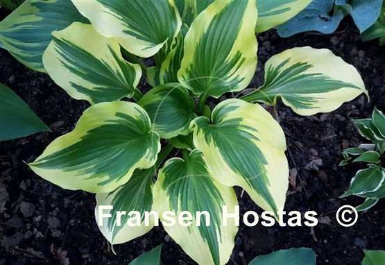 Hosta Coastal Treasure