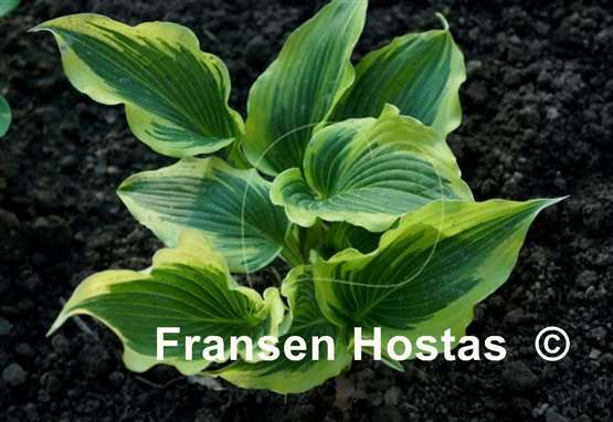 Hosta Coastal Treasure