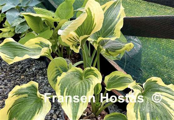 Hosta Coastal Treasure