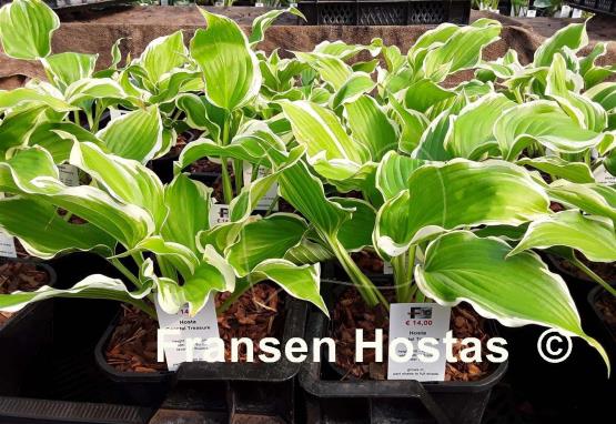 Hosta Coastal Treasure