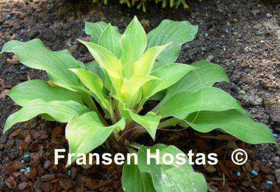 Hosta Coconut Custard