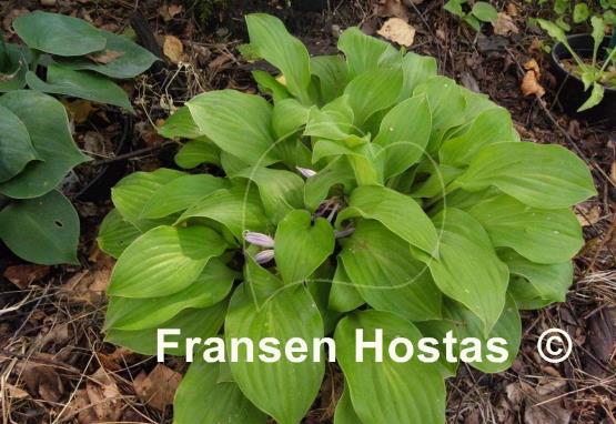 Hosta Coconut Custard