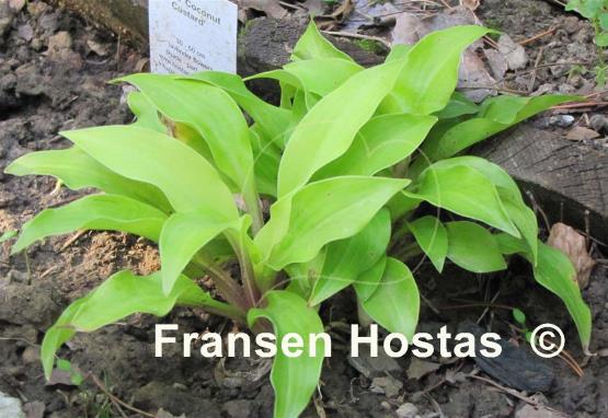 Hosta Coconut Custard