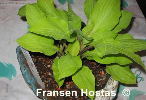 Hosta Coconut Custard