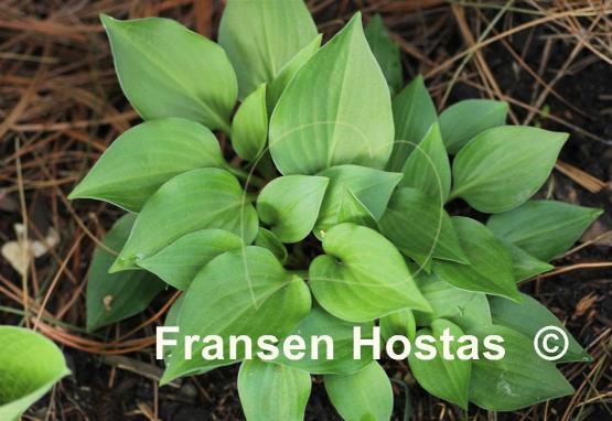 Hosta Cody