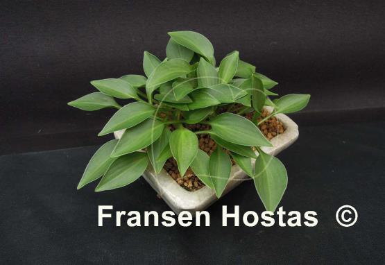 Hosta Cody