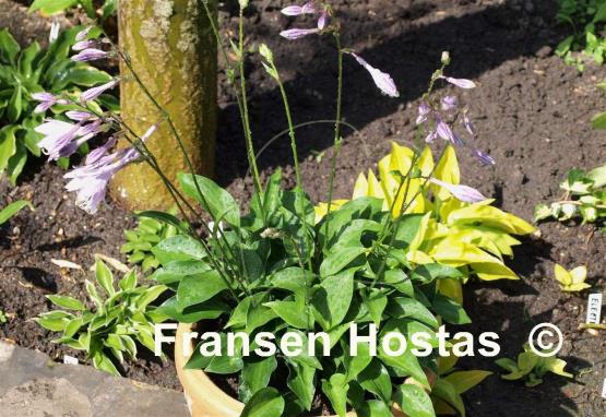 Hosta Cody