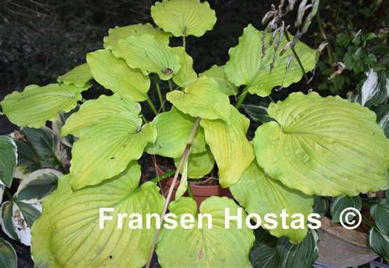Hosta Cold Heart