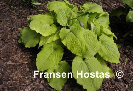 Hosta Cold Heart