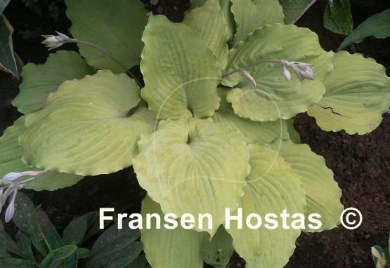 Hosta Cold Heart