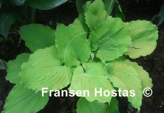 Hosta Cold Heart