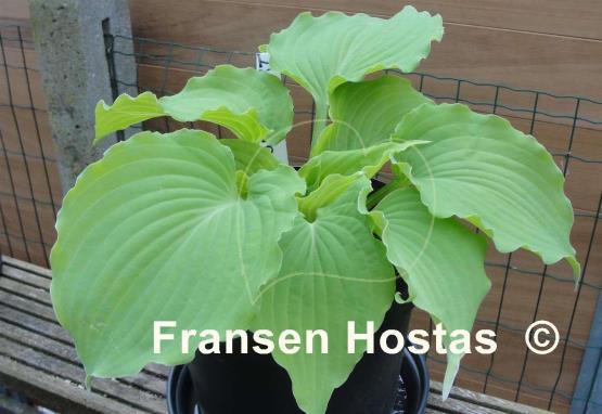 Hosta Cold Heart
