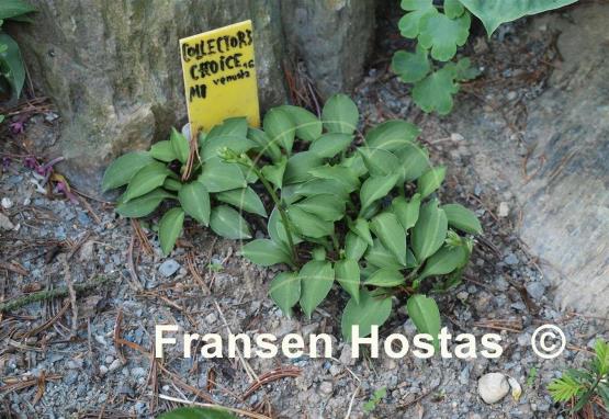 Hosta Collector's Choice
