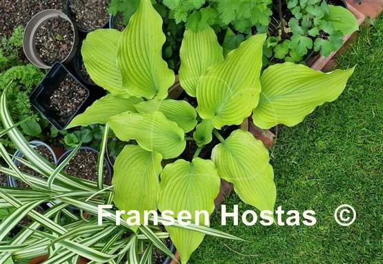 Hosta Colleen Marie