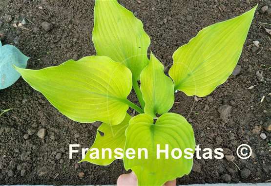 Hosta Colleen Marie