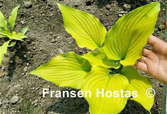 Hosta Colleen Marie