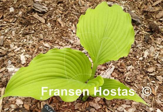 Hosta Colleen Marie