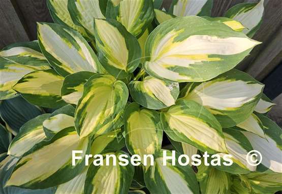 Hosta Color Festival