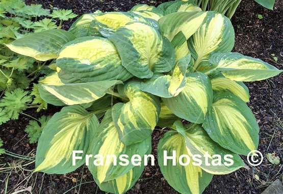 Hosta Color Festival