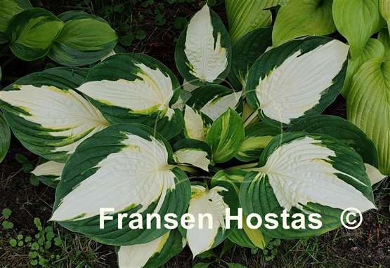 Hosta Color Festival