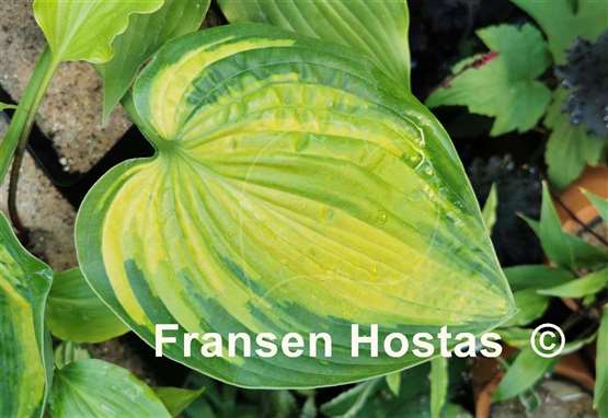 Hosta Color Glory