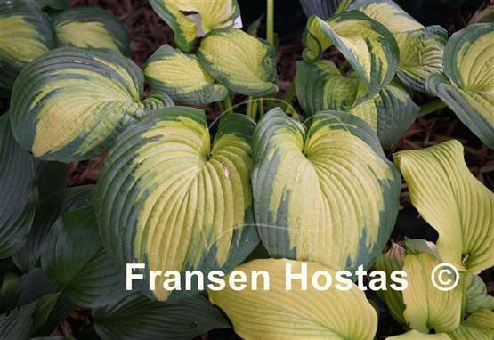 Hosta Color Glory