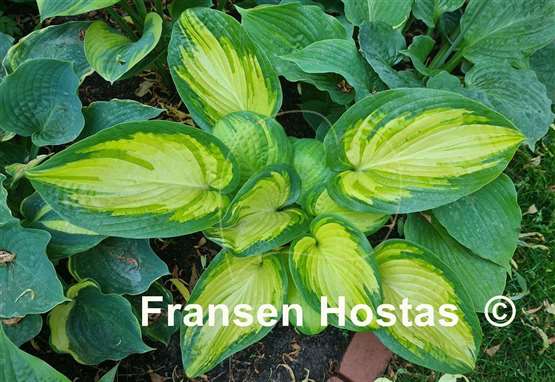Hosta Color a la Mode