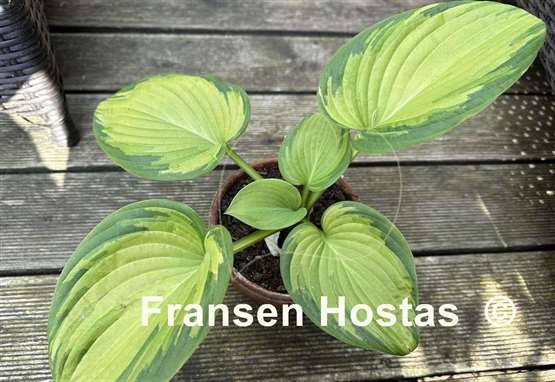 Hosta Color a la Mode