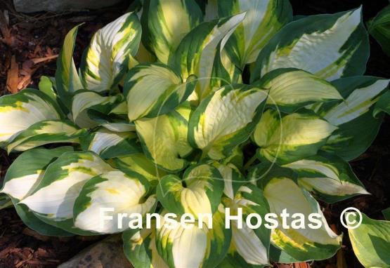 Hosta Color Festival