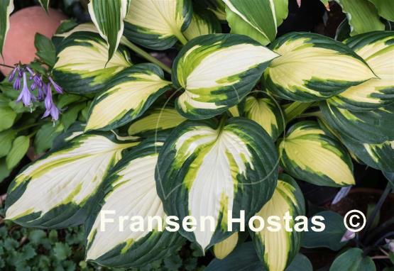 Hosta Color Festival