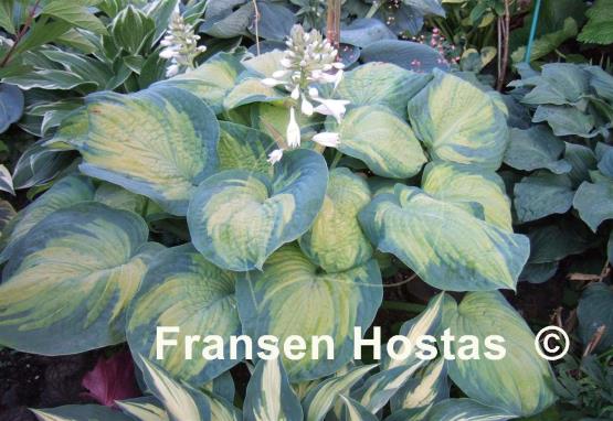 Hosta Color Glory