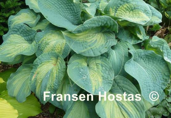 Hosta Color Glory