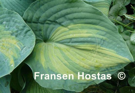 Hosta Color Glory