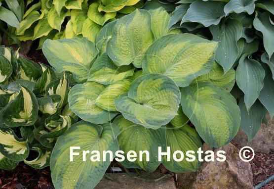 Hosta Color Glory