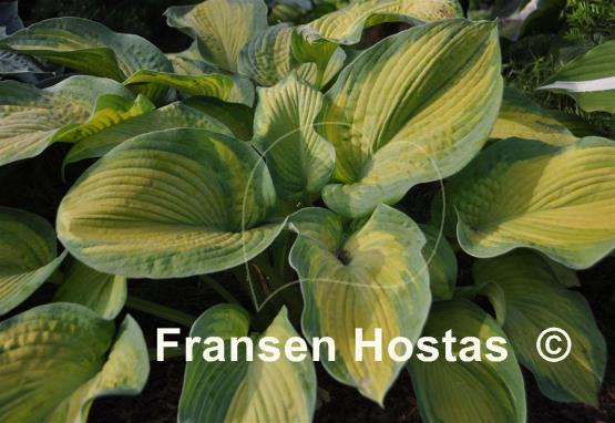 Hosta Color Glory